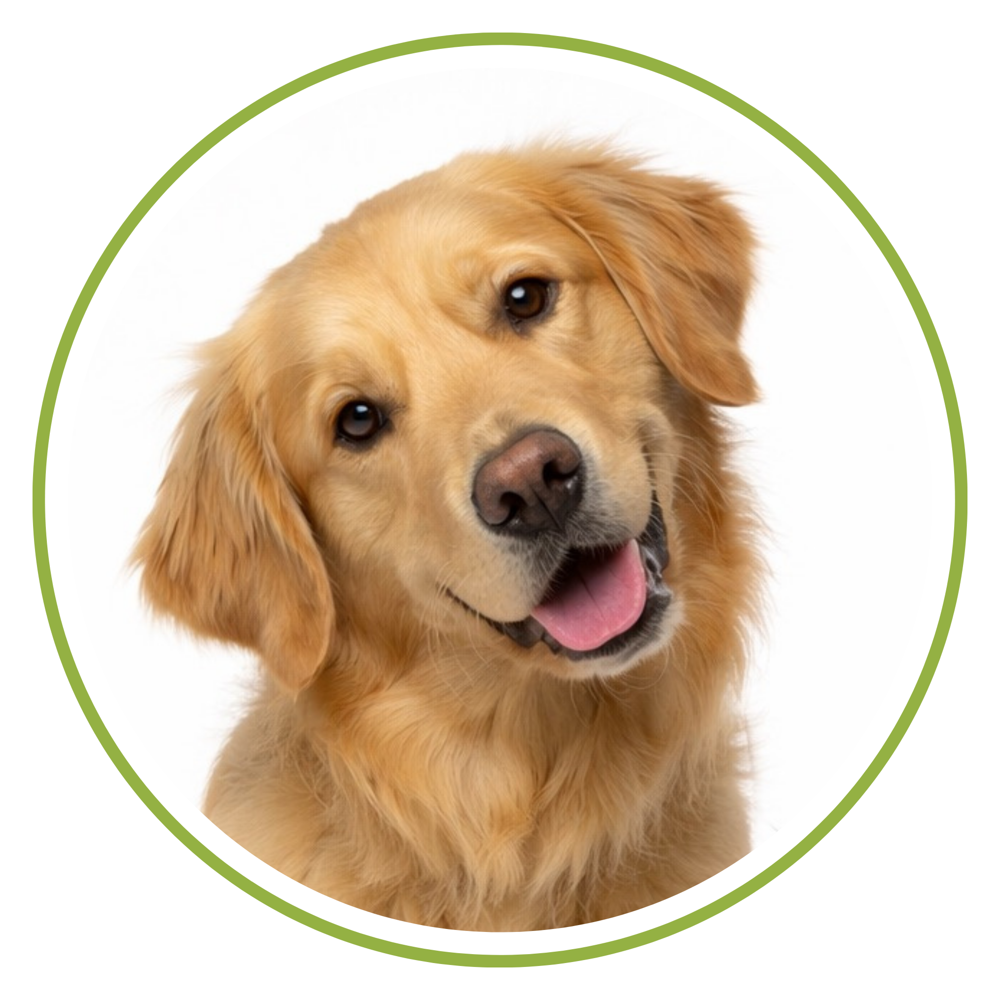 Avatar da Lolla, a sorridente e alegre Golden Retriever